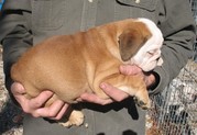 Lovely male and female English bulldog puppies in Blackburn city.