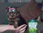 Out Standing Cute and Akc Register yorkie Puppies